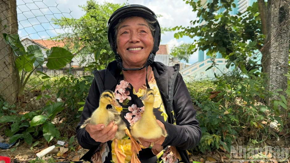 Gieo sinh kế trên vùng đất sau lũ Gieo sinh kế trên vùng đất sau lũ