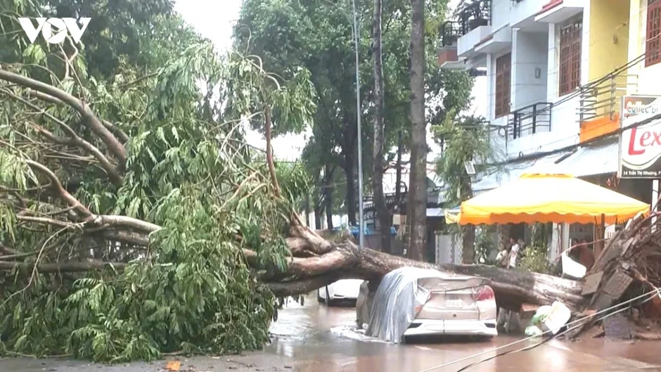 Giông lốc quật ngã hàng loạt cây xanh ở phường Cao Lãnh (Đồng Tháp)