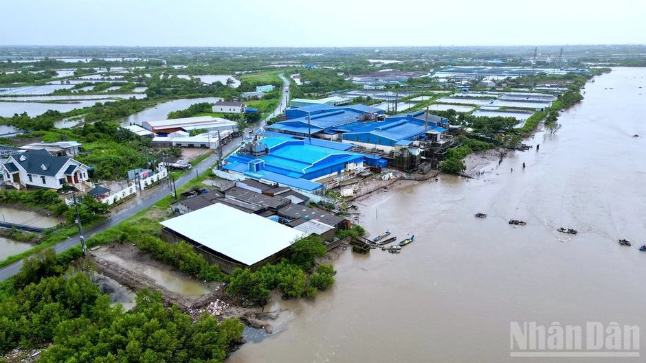 Giữ lại màu xanh cho dải đất Gành Hào Giữ lại màu xanh cho dải đất Gành Hào