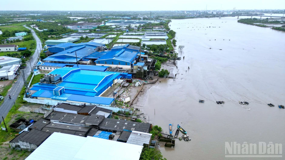 Giữ lại màu xanh cho dải đất Gành Hào Giữ lại màu xanh cho dải đất Gành Hào