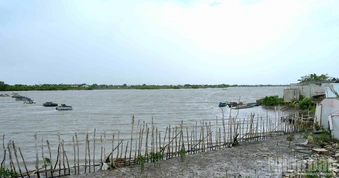 Giữ lại màu xanh cho dải đất Gành Hào