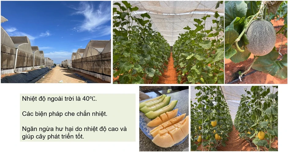 Gỡ nút thắt tăng trưởng bằng hệ sinh thái công nghệ tuần hoàn Việt - Nhật Gỡ nút thắt tăng trưởng bằng hệ sinh thái công nghệ tuần hoàn Việt - Nhật