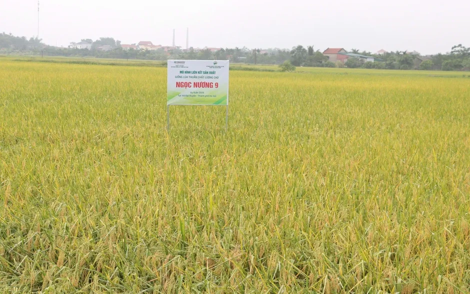 Hà Nội đẩy mạnh cơ giới hóa, mở rộng liên kết tiêu thụ trong sản xuất lúa vụ Xuân 2026 Hà Nội đẩy mạnh cơ giới hóa, mở rộng liên kết tiêu thụ trong sản xuất lúa vụ Xuân 2026
