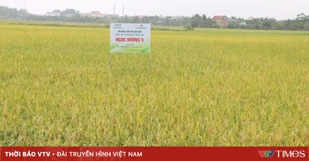 Hà Nội đẩy mạnh cơ giới hóa, mở rộng liên kết tiêu thụ trong sản xuất lúa vụ Xuân 2026