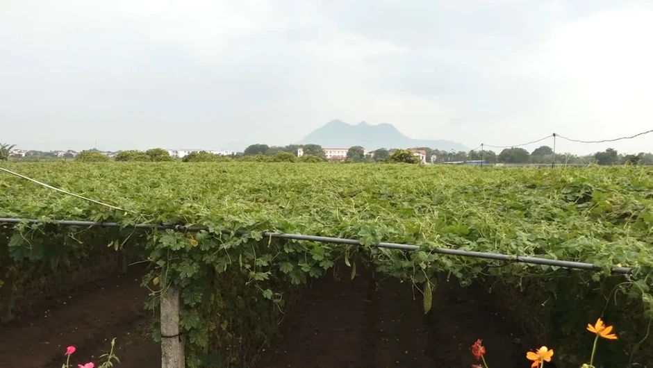Hà Nội phát triển các vùng sản xuất nông nghiệp tập trung, quy mô lớn Hà Nội phát triển các vùng sản xuất nông nghiệp tập trung, quy mô lớn
