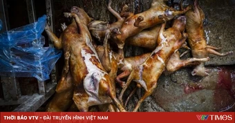 Hà Nội thí điểm hỗ trợ người dân chuyển đổi sinh kế từ kinh doanh giết mổ chó, mèo