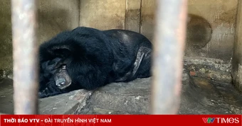 Hà Nội vận động người dân chuyển giao gấu tới các trung tâm cứu hộ