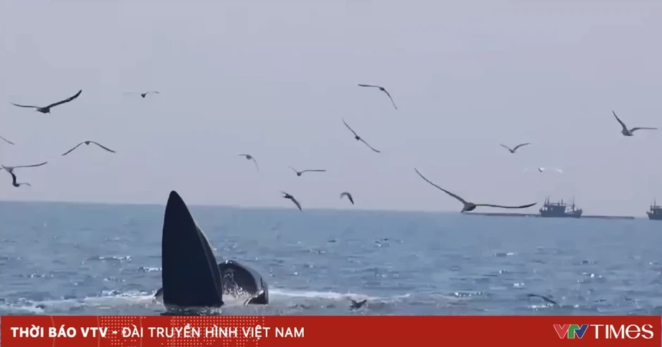 Hai cá voi xuất hiện săn mồi gần bờ biển Cù Lao Mái Nhà Hai cá voi xuất hiện săn mồi gần bờ biển Cù Lao Mái Nhà