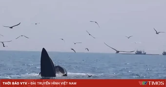 Hai cá voi xuất hiện săn mồi gần bờ biển Cù Lao Mái Nhà