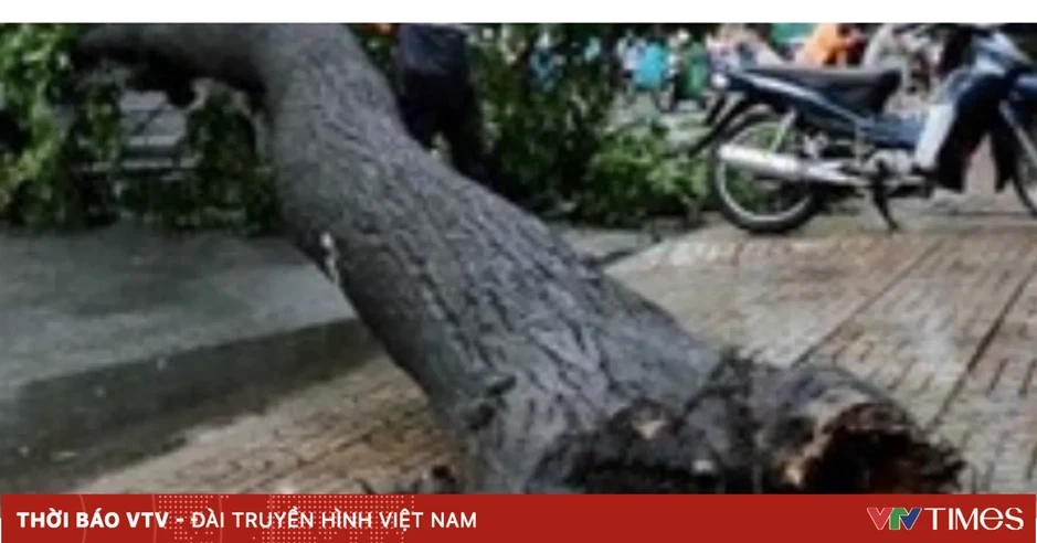 Hai người đi xe máy bị cây rừng đổ trúng ở Lâm Đồng Hai người đi xe máy bị cây rừng đổ trúng ở Lâm Đồng