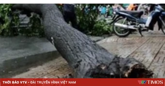 Hai người đi xe máy bị cây rừng đổ trúng ở Lâm Đồng