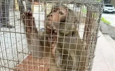 Hải Phòng: Bàn giao các cá thể động vật hoang dã quý, hiếm Hải Phòng: Bàn giao các cá thể động vật hoang dã quý, hiếm