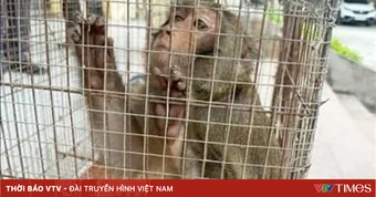 Hải Phòng: Bàn giao các cá thể động vật hoang dã quý, hiếm