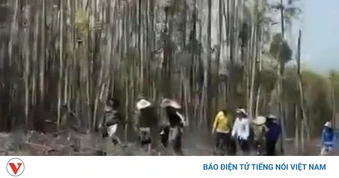 Hai vợ chồng ở Gia Lai tử vong khi đốt thực bì trong rừng keo