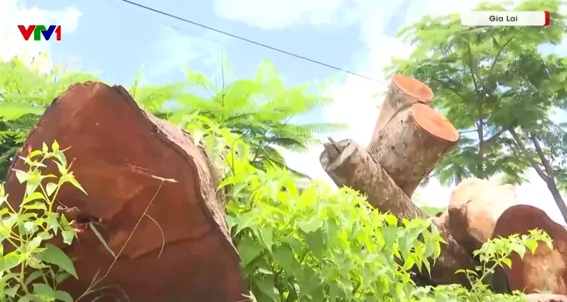 Hàng cây hơn 20 năm tuổi bị cưa hạ và khoảng trống trong quản lý tài sản công Hàng cây hơn 20 năm tuổi bị cưa hạ và khoảng trống trong quản lý tài sản công