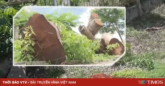 Hàng cây hơn 20 năm tuổi bị cưa hạ và khoảng trống trong quản lý tài sản công