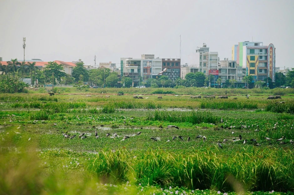 Hàng ngàn con cò nhạn bay rợp trời ở Đắk Lắk Hàng ngàn con cò nhạn bay rợp trời ở Đắk Lắk