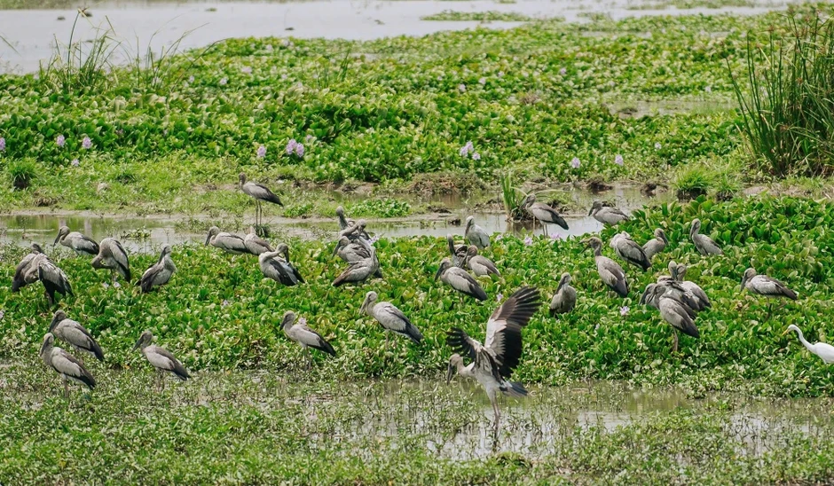 Hàng ngàn con cò nhạn bay rợp trời ở Đắk Lắk Hàng ngàn con cò nhạn bay rợp trời ở Đắk Lắk