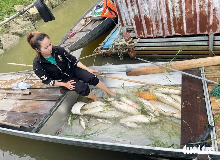 Hàng tấn cá nuôi lồng bè trên sông Lam chết trắng