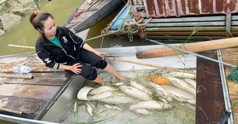 Hàng tấn cá nuôi lồng bè trên sông Lam chết trắng