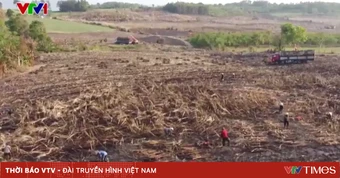 Hàng trăm hecta mía bị cháy, nông dân lo mất trắng