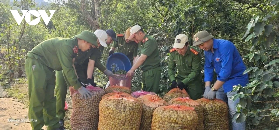 Hàng trăm tấn mơ rụng do mưa đá, hỗ trợ người dân Chiềng An gom nhặt quả rơi Hàng trăm tấn mơ rụng do mưa đá, hỗ trợ người dân Chiềng An gom nhặt quả rơi