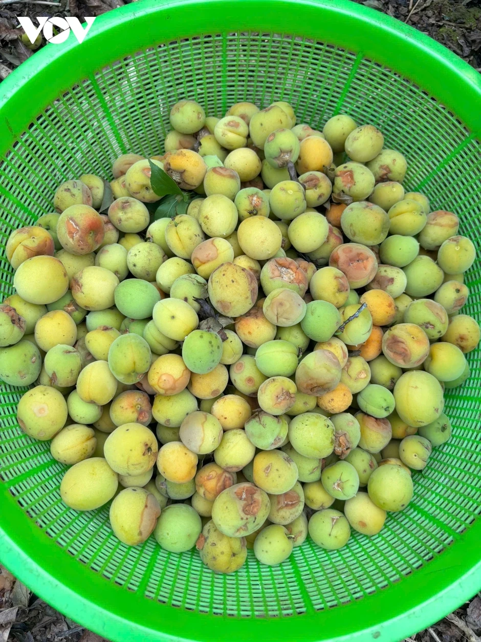 Hàng trăm tấn mơ rụng do mưa đá, hỗ trợ người dân Chiềng An gom nhặt quả rơi Hàng trăm tấn mơ rụng do mưa đá, hỗ trợ người dân Chiềng An gom nhặt quả rơi