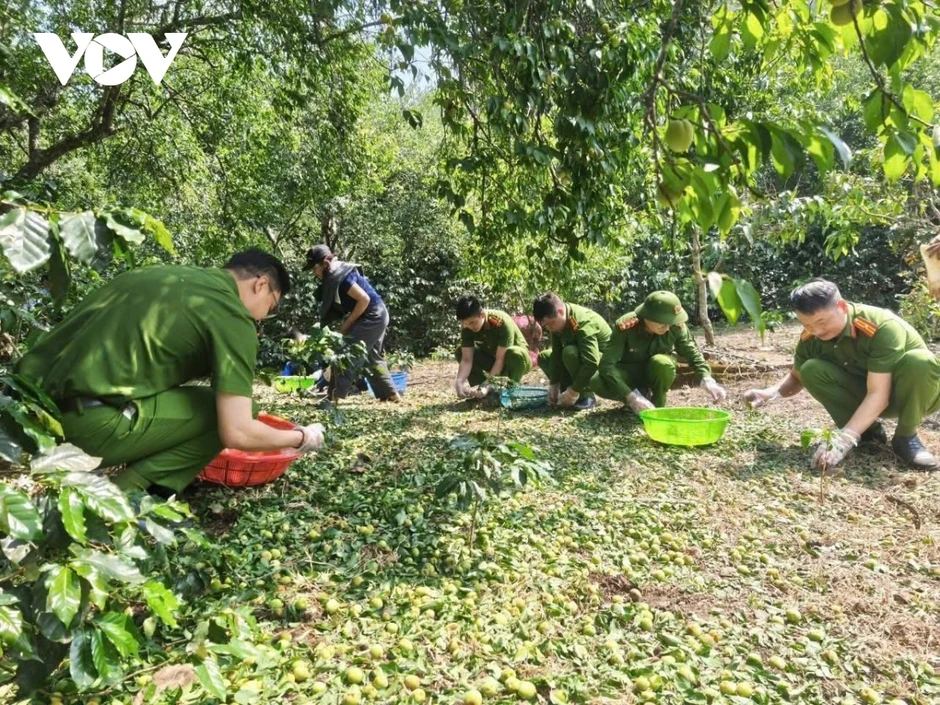 Hàng trăm tấn mơ rụng do mưa đá, hỗ trợ người dân Chiềng An gom nhặt quả rơi Hàng trăm tấn mơ rụng do mưa đá, hỗ trợ người dân Chiềng An gom nhặt quả rơi