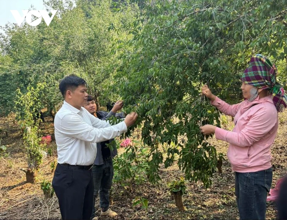 Hàng trăm tấn mơ rụng do mưa đá, hỗ trợ người dân Chiềng An gom nhặt quả rơi Hàng trăm tấn mơ rụng do mưa đá, hỗ trợ người dân Chiềng An gom nhặt quả rơi