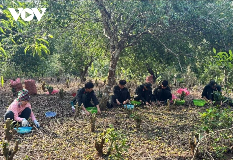 Hàng trăm tấn mơ rụng do mưa đá, hỗ trợ người dân Chiềng An gom nhặt quả rơi Hàng trăm tấn mơ rụng do mưa đá, hỗ trợ người dân Chiềng An gom nhặt quả rơi
