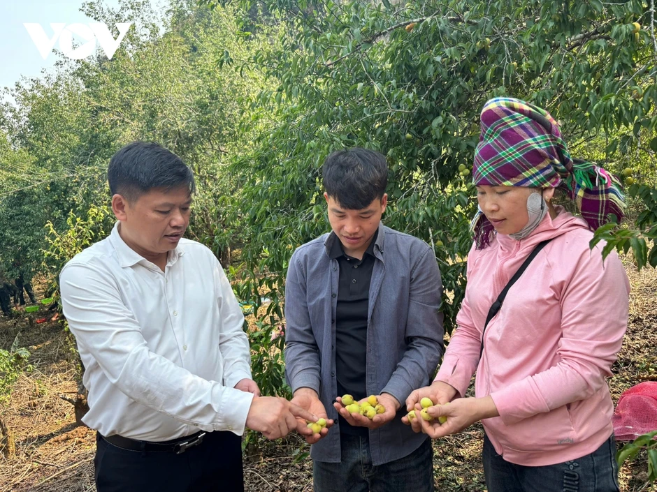 Hàng trăm tấn mơ rụng do mưa đá, hỗ trợ người dân Chiềng An gom nhặt quả rơi Hàng trăm tấn mơ rụng do mưa đá, hỗ trợ người dân Chiềng An gom nhặt quả rơi