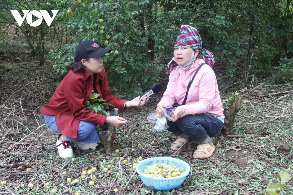 Hàng trăm tấn mơ rụng do mưa đá, hỗ trợ người dân Chiềng An gom nhặt quả rơi Hàng trăm tấn mơ rụng do mưa đá, hỗ trợ người dân Chiềng An gom nhặt quả rơi