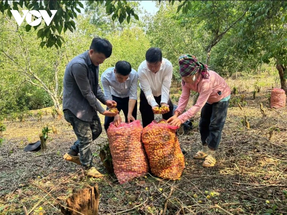 Hàng trăm tấn mơ rụng do mưa đá, hỗ trợ người dân Chiềng An gom nhặt quả rơi Hàng trăm tấn mơ rụng do mưa đá, hỗ trợ người dân Chiềng An gom nhặt quả rơi