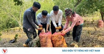 Hàng trăm tấn mơ rụng do mưa đá, hỗ trợ người dân Chiềng An gom nhặt quả rơi
