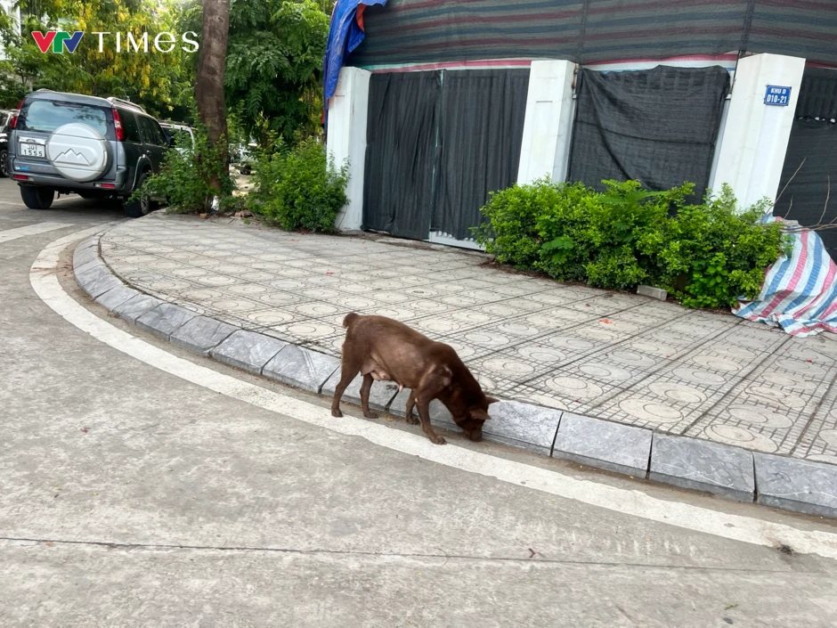 Hành vi nuôi chó không rọ mõm: Vừa thiếu văn minh, vừa vi phạm pháp luật Hành vi nuôi chó không rọ mõm: Vừa thiếu văn minh, vừa vi phạm pháp luật