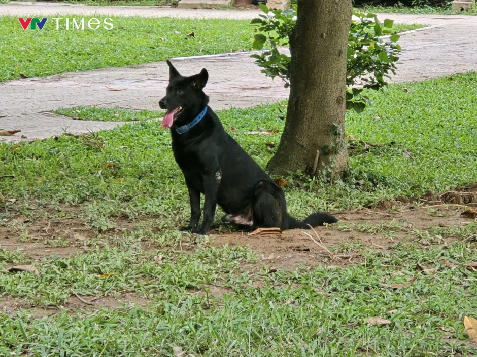 Hành vi nuôi chó không rọ mõm: Vừa thiếu văn minh, vừa vi phạm pháp luật Hành vi nuôi chó không rọ mõm: Vừa thiếu văn minh, vừa vi phạm pháp luật