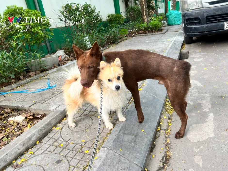Hành vi nuôi chó không rọ mõm: Vừa thiếu văn minh, vừa vi phạm pháp luật Hành vi nuôi chó không rọ mõm: Vừa thiếu văn minh, vừa vi phạm pháp luật
