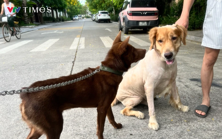 Hành vi nuôi chó không rọ mõm: Vừa thiếu văn minh, vừa vi phạm pháp luật Hành vi nuôi chó không rọ mõm: Vừa thiếu văn minh, vừa vi phạm pháp luật