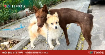 Hành vi nuôi chó không rọ mõm: Vừa thiếu văn minh, vừa vi phạm pháp luật