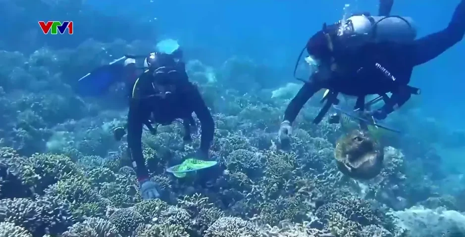 Hệ sinh thái san hô vịnh Nha Trang phục hồi ngoạn mục sau thời gian suy giảm nghiêm trọng Hệ sinh thái san hô vịnh Nha Trang phục hồi ngoạn mục sau thời gian suy giảm nghiêm trọng