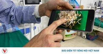 Hiểm họa nấm rừng mùa mưa: Giới hạn mong manh giữa kinh nghiệm và sự sống