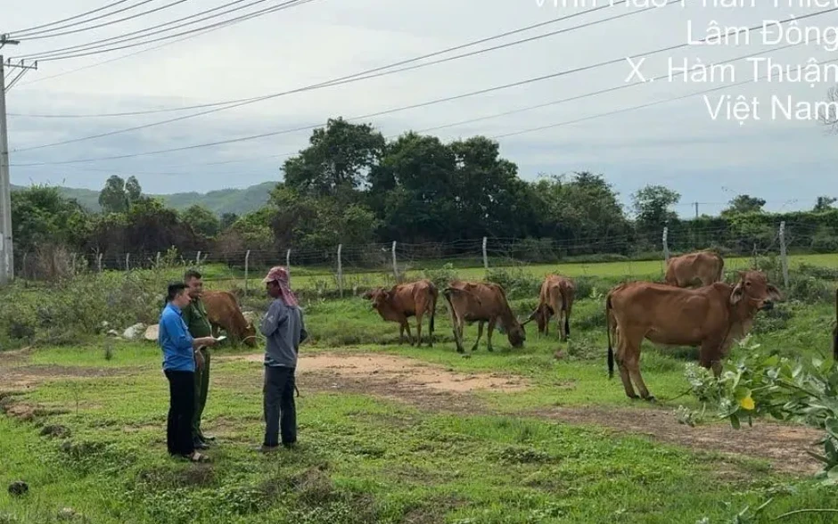 Hiểm họa tai nạn từ tình trạng phá rào đi bộ, chăn thả gia súc trên cao tốc Hiểm họa tai nạn từ tình trạng phá rào đi bộ, chăn thả gia súc trên cao tốc