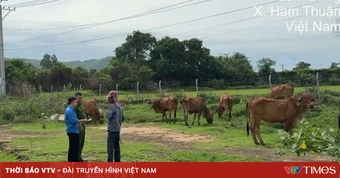 Hiểm họa tai nạn từ tình trạng phá rào đi bộ, chăn thả gia súc trên cao tốc