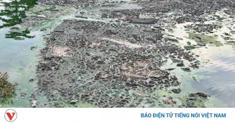 Hồ nước Công viên Ngọc Thụy ở phường Bồ Đề ô nhiễm, bốc mùi hôi thối