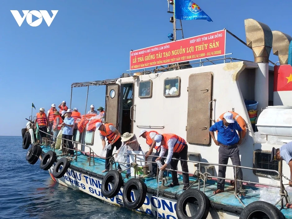 Hơn 1 triệu con giống các loại được thả tại Khu bảo tồn biển Hòn Cau Hơn 1 triệu con giống các loại được thả tại Khu bảo tồn biển Hòn Cau