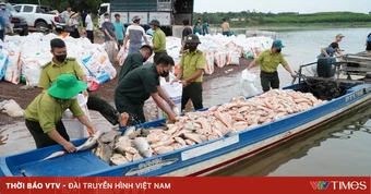 Hơn 100 tấn cá lồng bè tại hồ Trị An chết hàng loạt