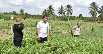 Hơn 300ha cây trồng ở Đồng Tháp hư hại nghi do nguồn nước tưới