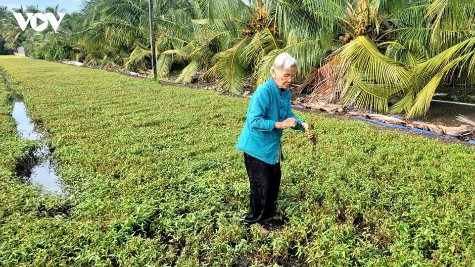 Hơn 430 hộ nông dân Đồng Tháp có cây trồng bị chết, nghi do nguồn nước ô nhiễm Hơn 430 hộ nông dân Đồng Tháp có cây trồng bị chết, nghi do nguồn nước ô nhiễm
