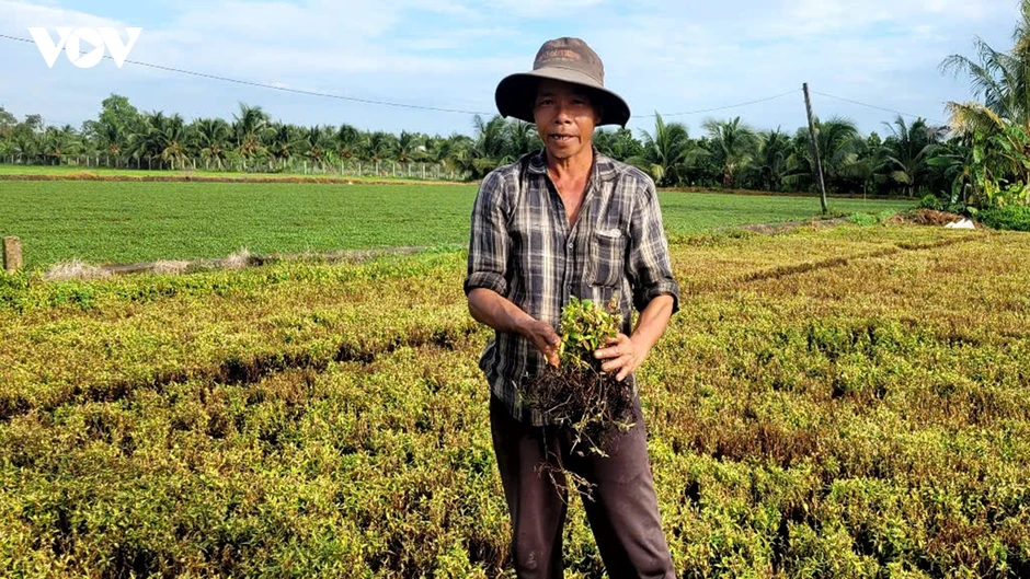 Hơn 430 hộ nông dân Đồng Tháp có cây trồng bị chết, nghi do nguồn nước ô nhiễm Hơn 430 hộ nông dân Đồng Tháp có cây trồng bị chết, nghi do nguồn nước ô nhiễm