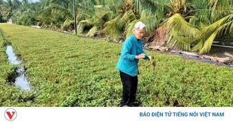 Hơn 430 hộ nông dân Đồng Tháp có cây trồng bị chết, nghi do nguồn nước ô nhiễm